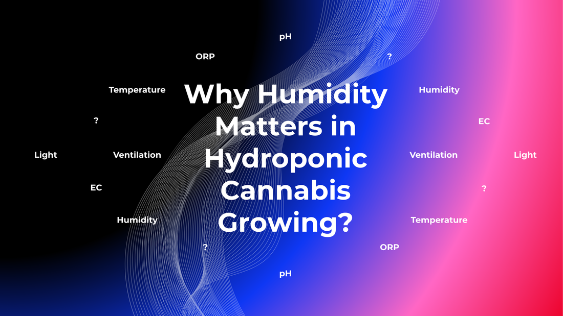 Why Humidity Matters in Hydroponic Cannabis Growing?