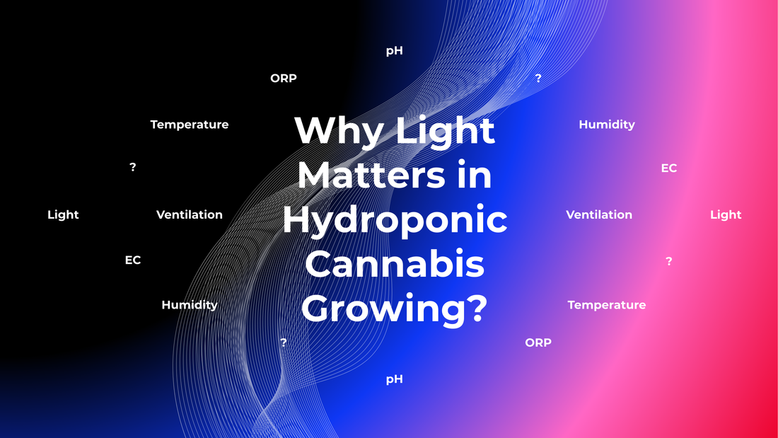 Why Light Matters in Hydroponic Cannabis Growing?