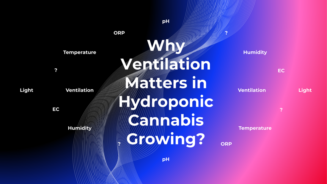 Why Ventilation Matters in Hydroponic Cannabis Growing?