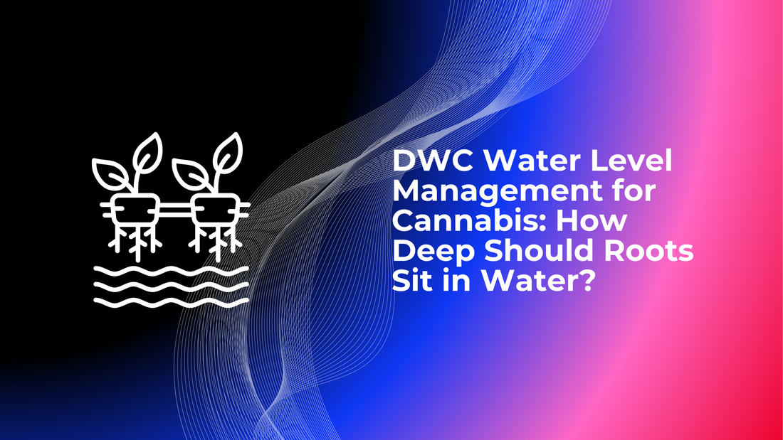 DWC Water Level Management for Cannabis: How Deep Should Roots Sit in Water?