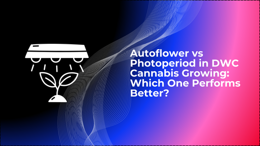 Autoflower vs Photoperiod in DWC Cannabis Growing: Which One Performs Better?