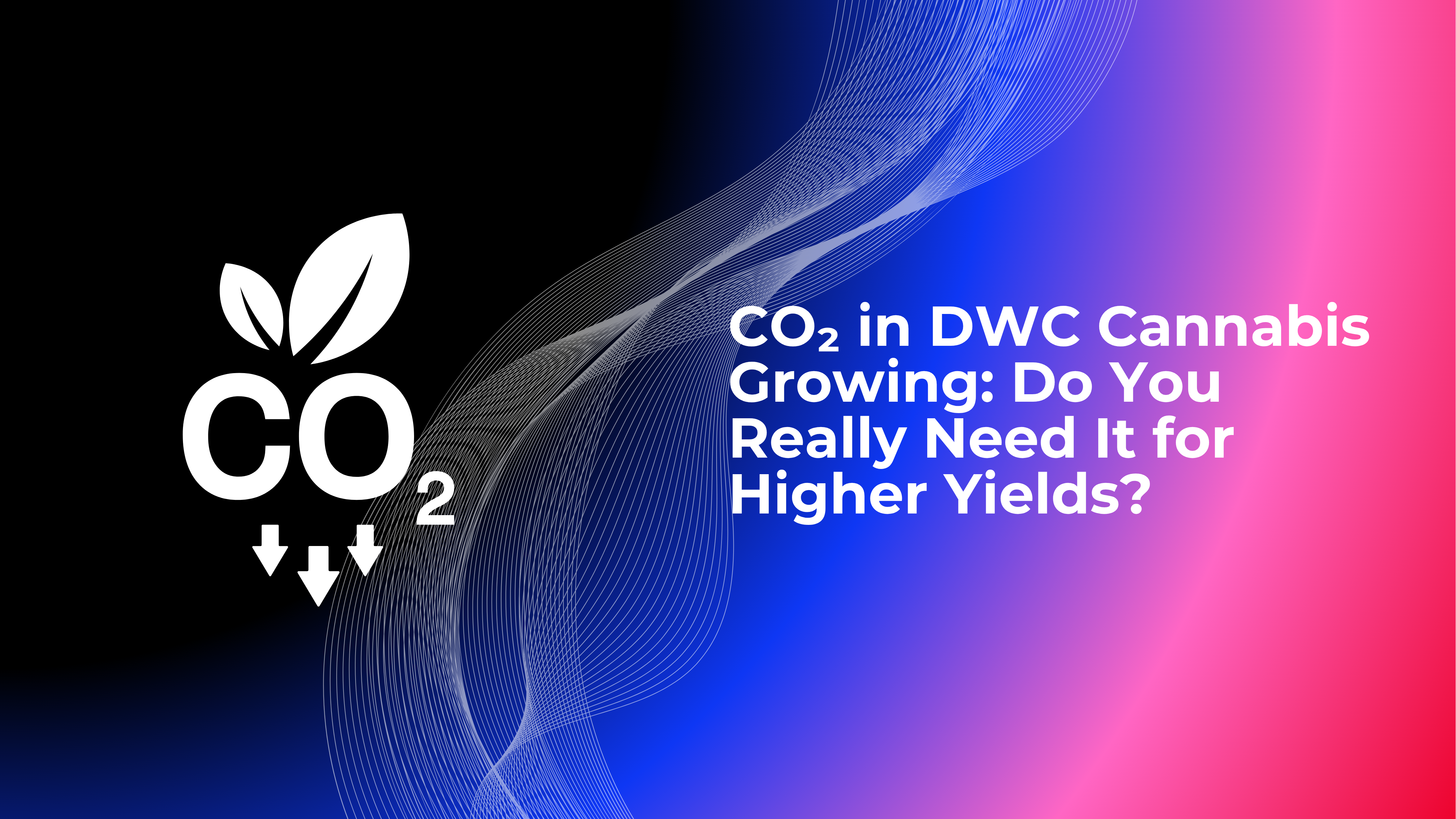 CO₂ in DWC Cannabis Growing: Do You Really Need It for Higher Yields?