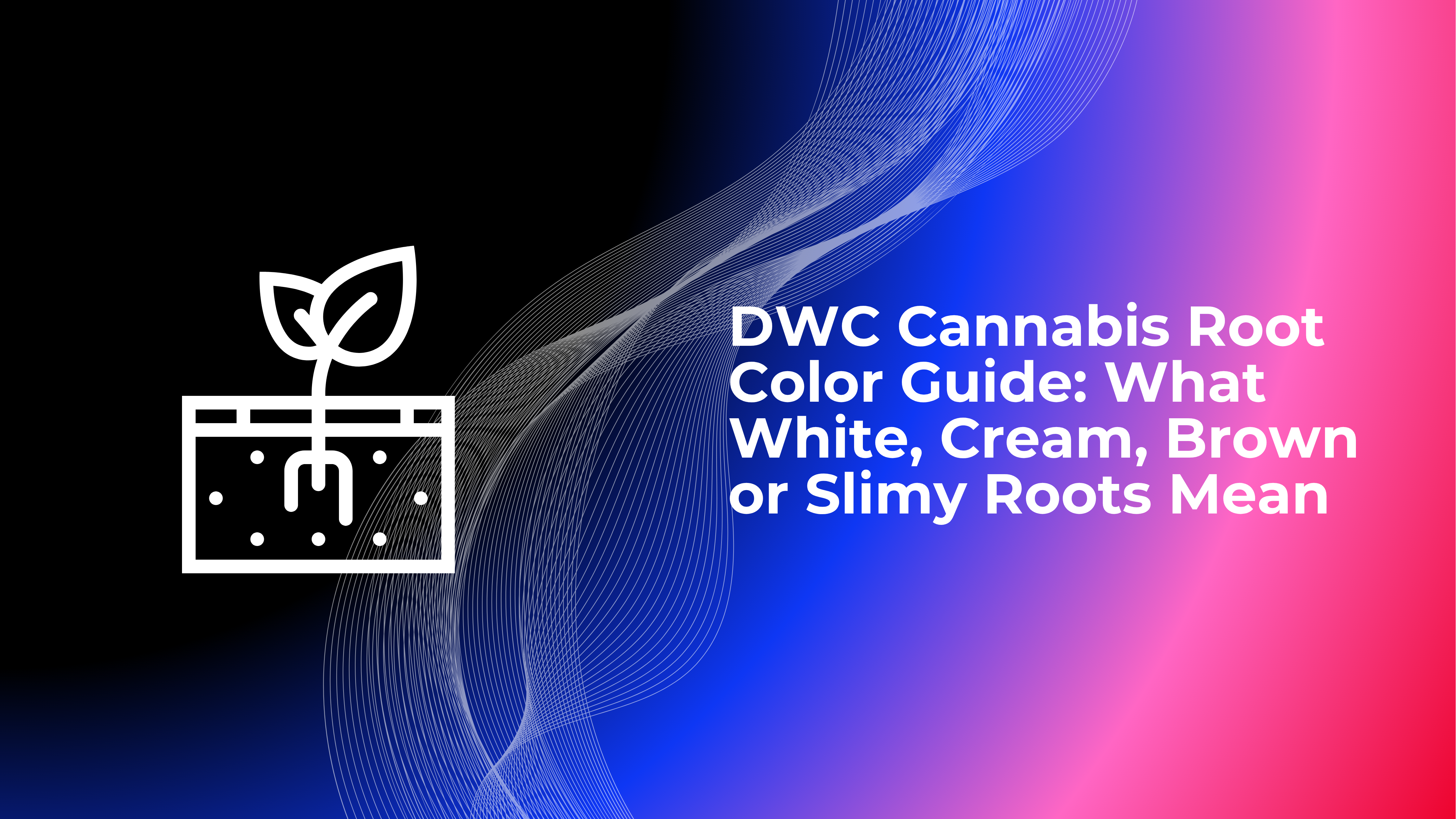 DWC Cannabis Root Color Guide: What White, Cream, Brown or Slimy Roots Mean