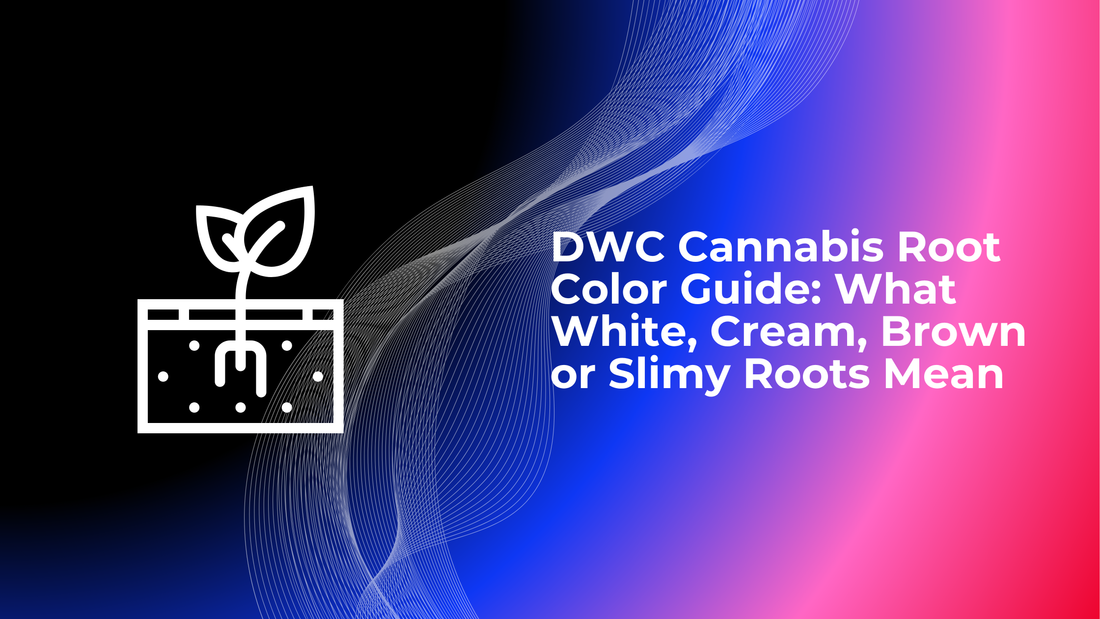 DWC Cannabis Root Color Guide: What White, Cream, Brown or Slimy Roots Mean