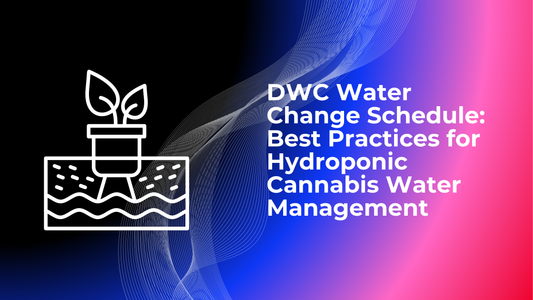 DWC Water Change Schedule: Best Practices for Hydroponic Cannabis Water Management