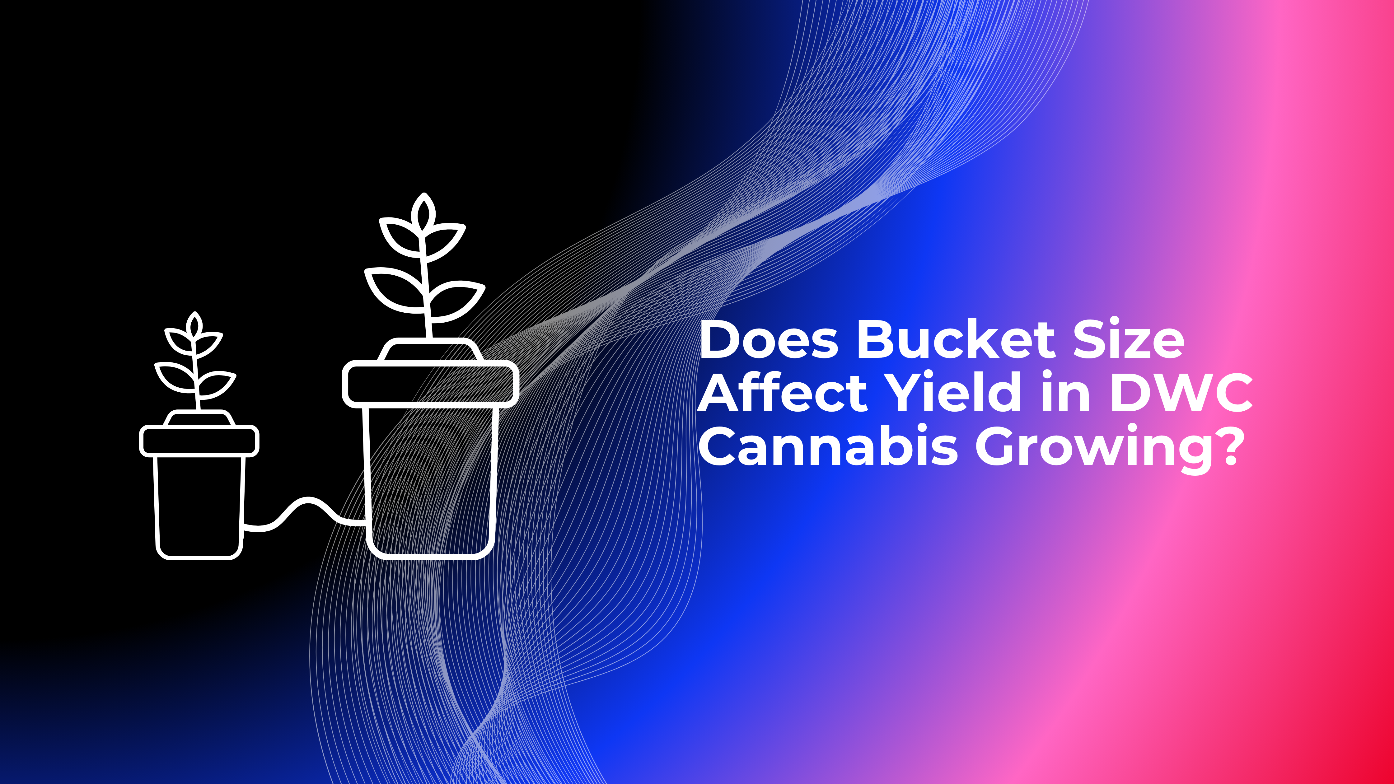 Does Bucket Size Affect Yield in DWC Cannabis Growing?