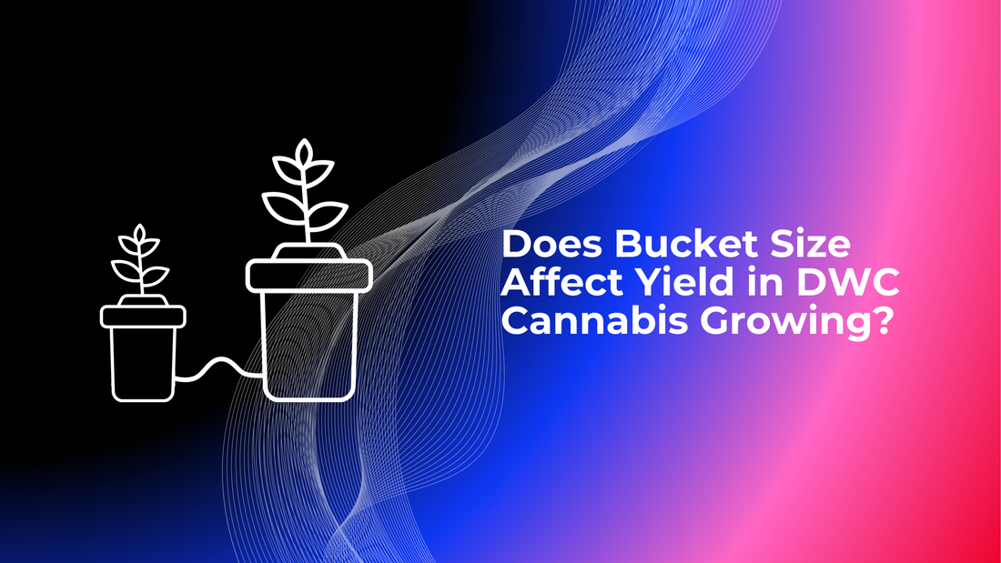 Does Bucket Size Affect Yield in DWC Cannabis Growing?