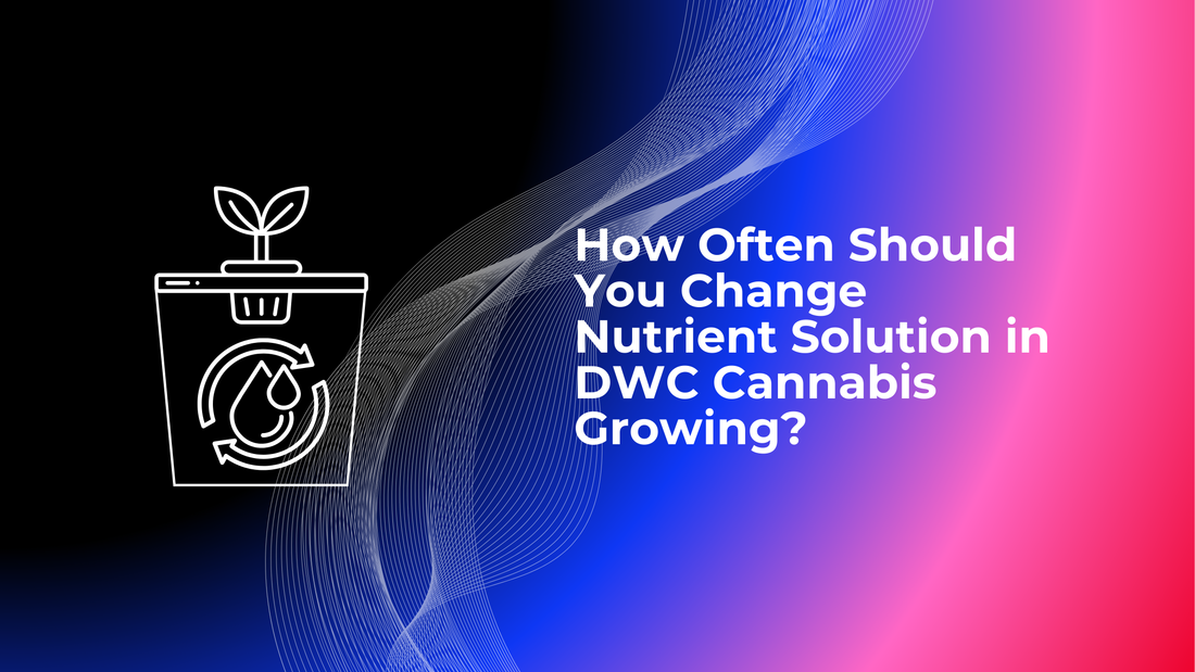 How Often Should You Change Nutrient Solution in DWC Cannabis Growing?