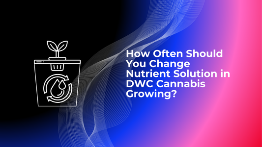 How Often Should You Change Nutrient Solution in DWC Cannabis Growing?
