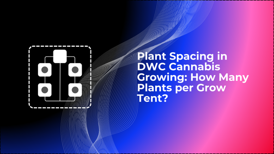 Plant Spacing in DWC Cannabis Growing: How Many Plants per Grow Tent?