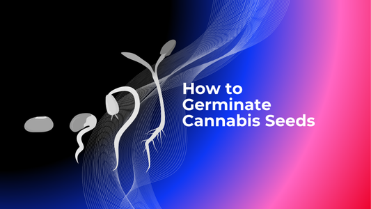 How to Germinate Cannabis Seeds