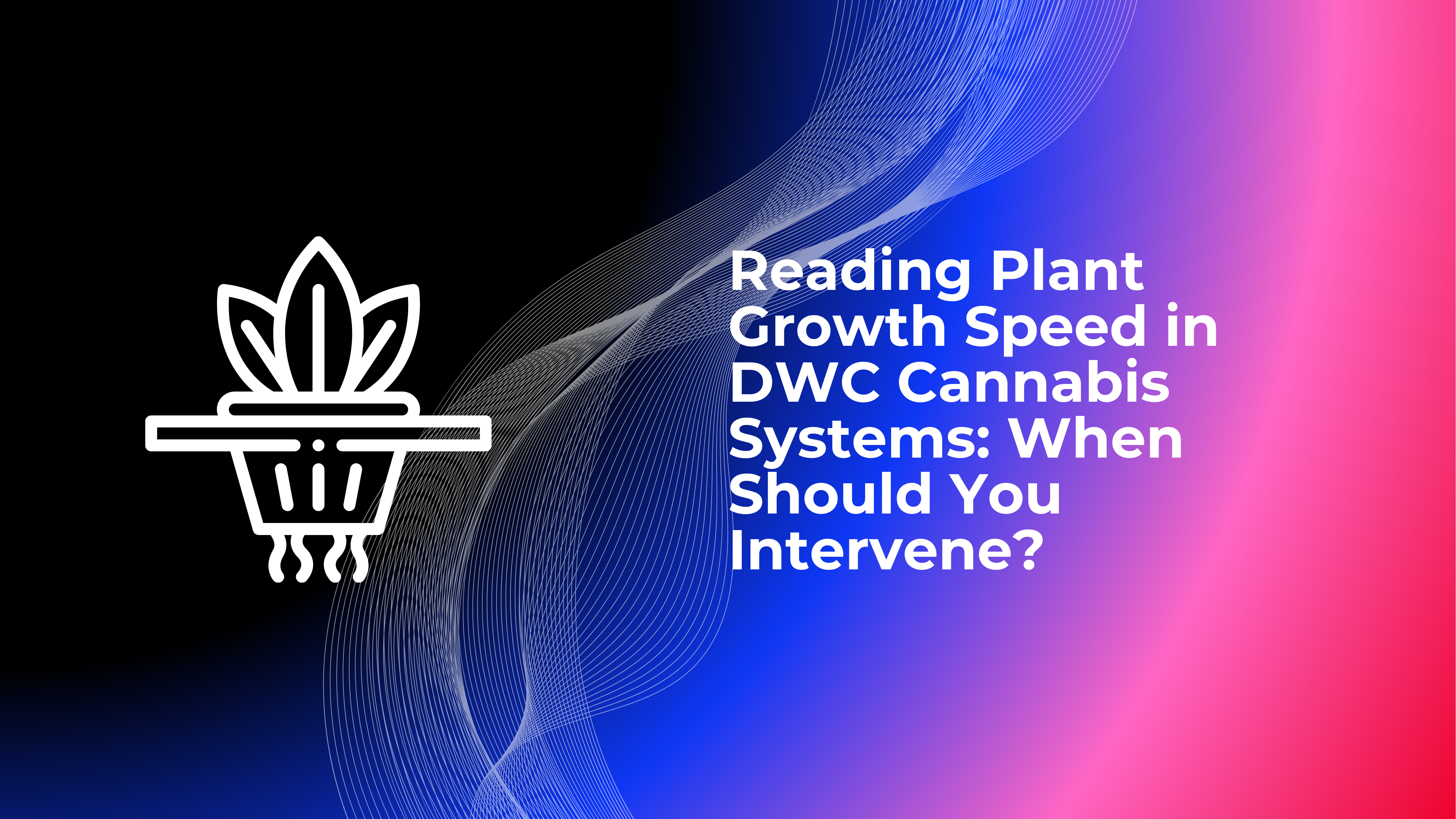 Mountain Rootbox Messung der Pflanzenwachstum Geschwindigkeit in DWC-Cannabissystemen ...