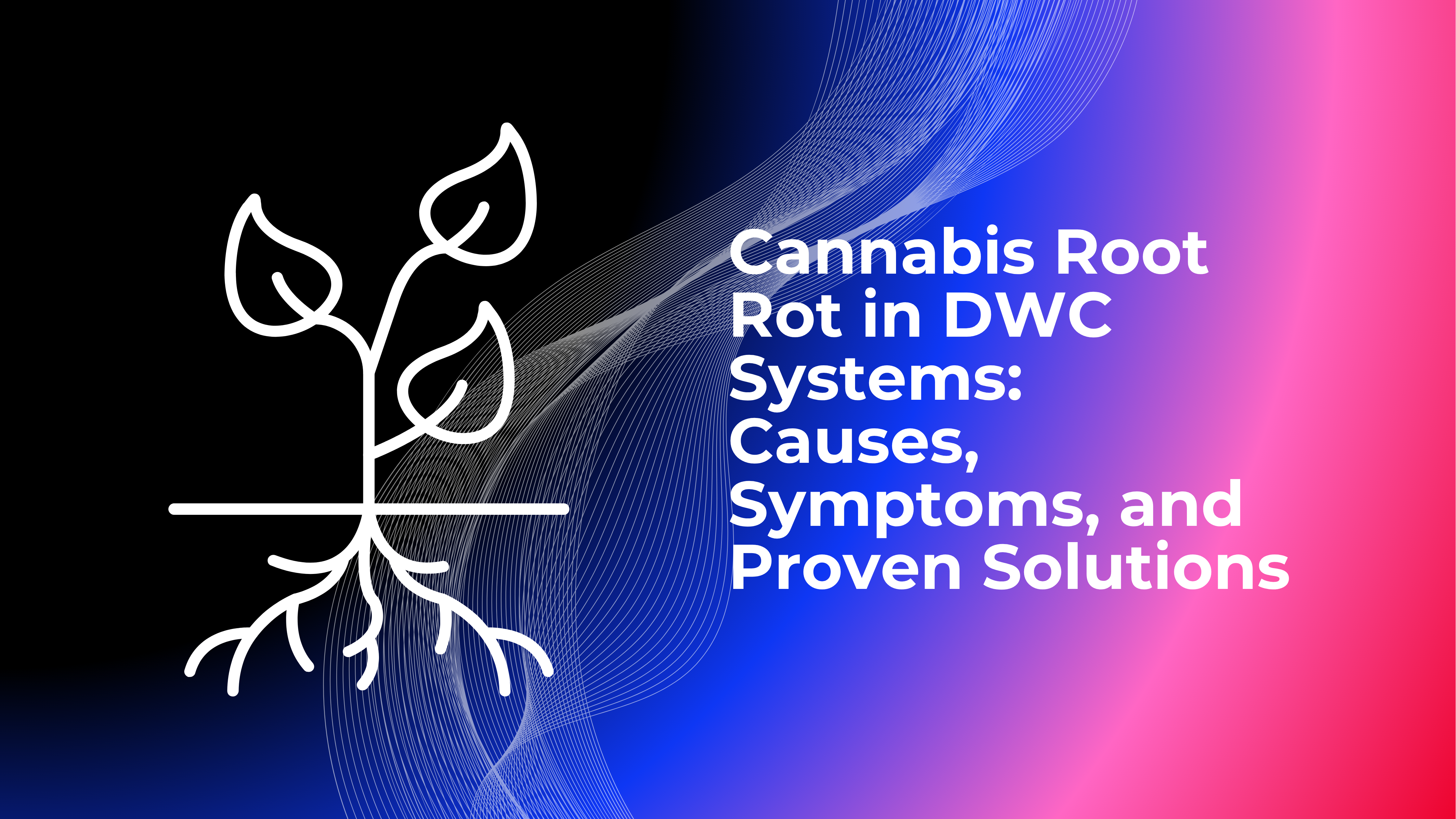 Mountain Rootbox Cannabis Root Rot in DWC Systems: Causes, Symptoms, and Proven ...