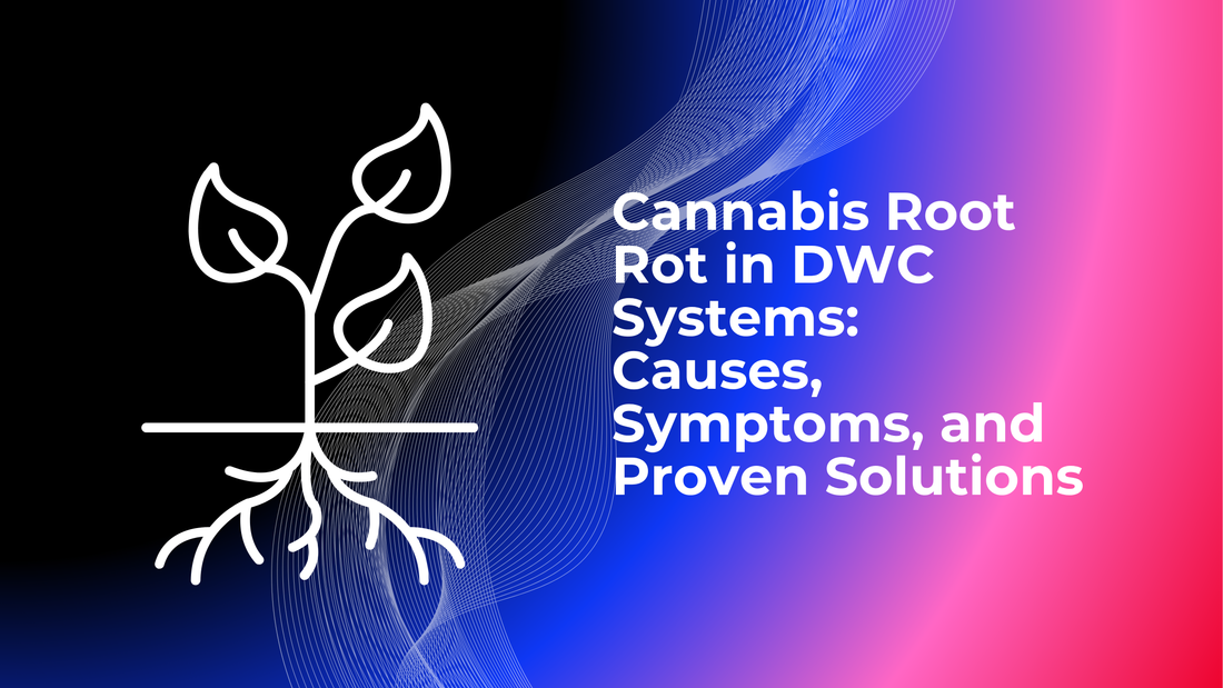 Cannabis Root Rot in DWC Systems: Causes, Symptoms, and Proven Solutions