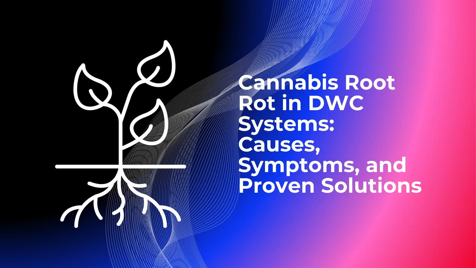 โรครากเน่าของกัญชาในระบบ DWC: สาเหตุ อาการ และวิธีแก้ไขที่ได้รับการ ...