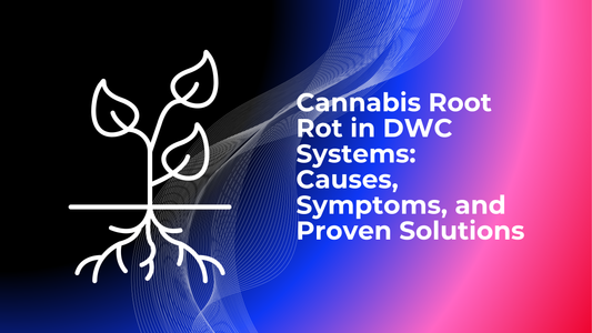 Cannabis Root Rot in DWC Systems: Causes, Symptoms, and Proven Solutions