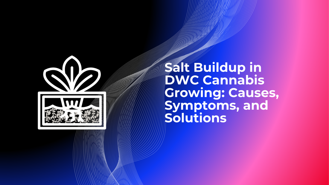Salt Buildup in DWC Cannabis Growing: Causes, Symptoms, and Solutions