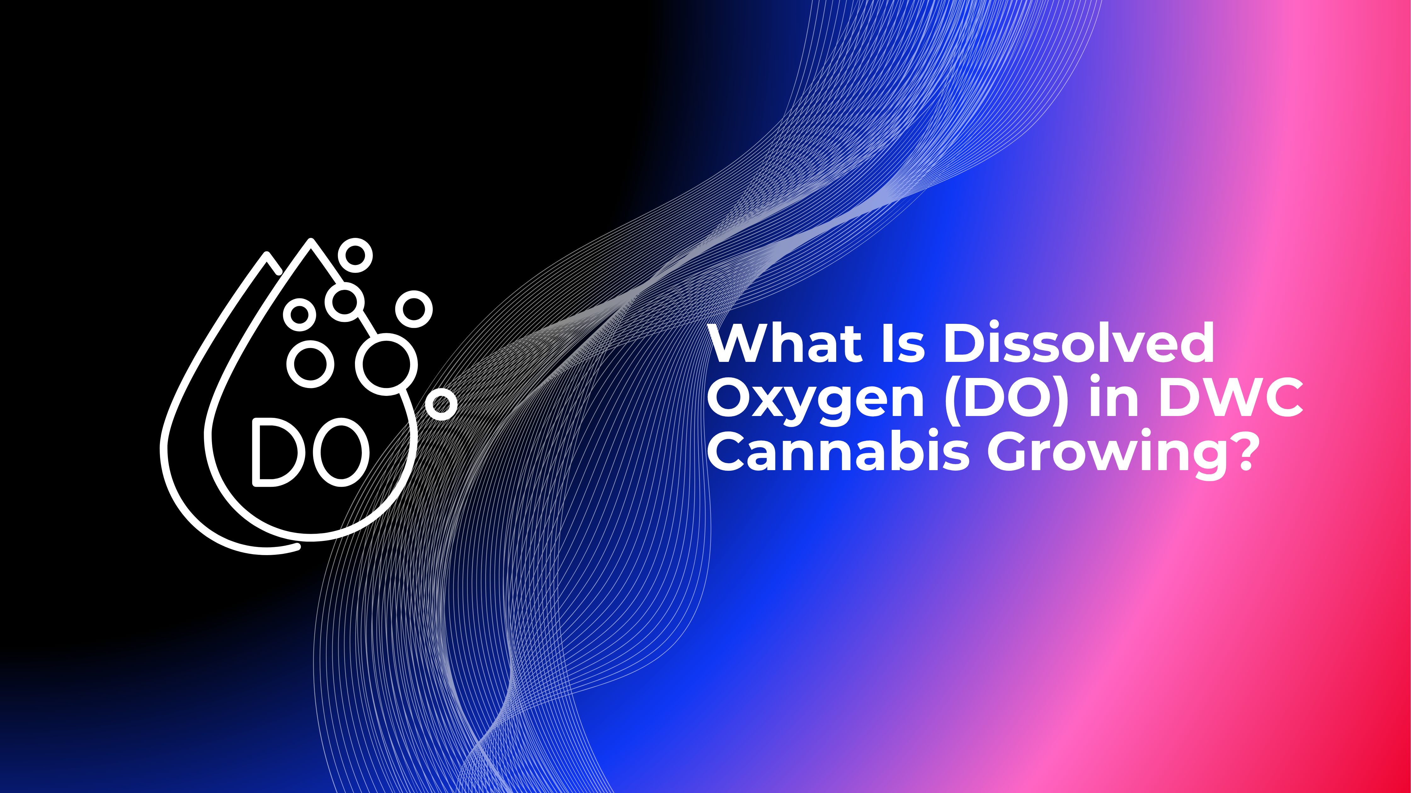 What Is Dissolved Oxygen (DO) in DWC Cannabis Growing? Why Roots Need Oxygen