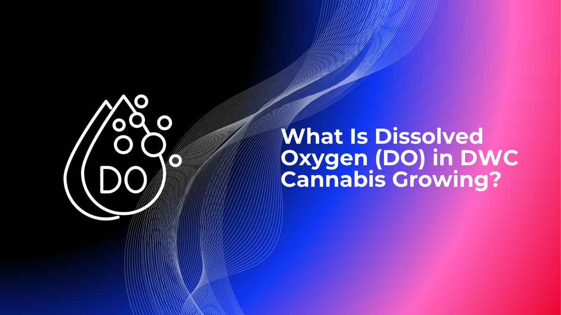 What Is Dissolved Oxygen (DO) in DWC Cannabis Growing? Why Roots Need Oxygen