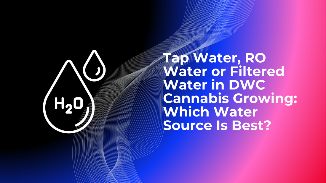 Tap Water, RO Water or Filtered Water in DWC Cannabis Growing: Which Water Source Is Best?