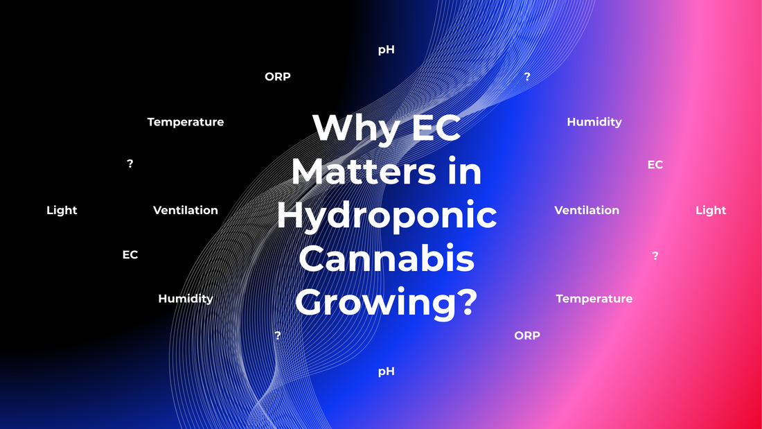 Why EC Matters in Hydroponic Cannabis Growing?