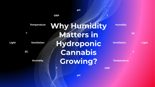 Why Humidity Matters in Hydroponic Cannabis Growing?