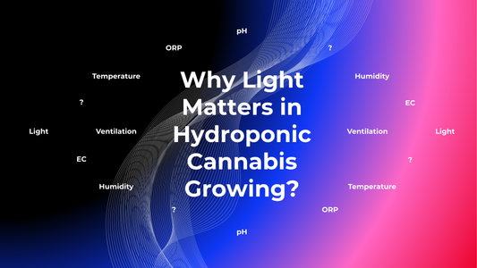Why Light Matters in Hydroponic Cannabis Growing?