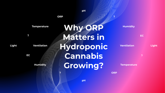 Why ORP Matters in Hydroponic Cannabis Growing?