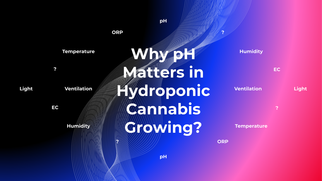 Why pH Matters in Hydroponic Cannabis Growing?