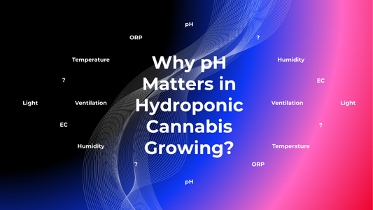 Why pH Matters in Hydroponic Cannabis Growing?