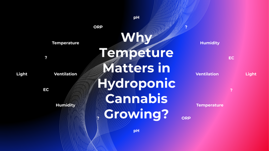 Why Temperature Matters in Hydroponic Cannabis Growing?