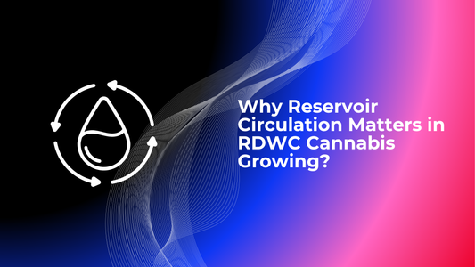 Why Reservoir Circulation Matters in RDWC Cannabis Growing