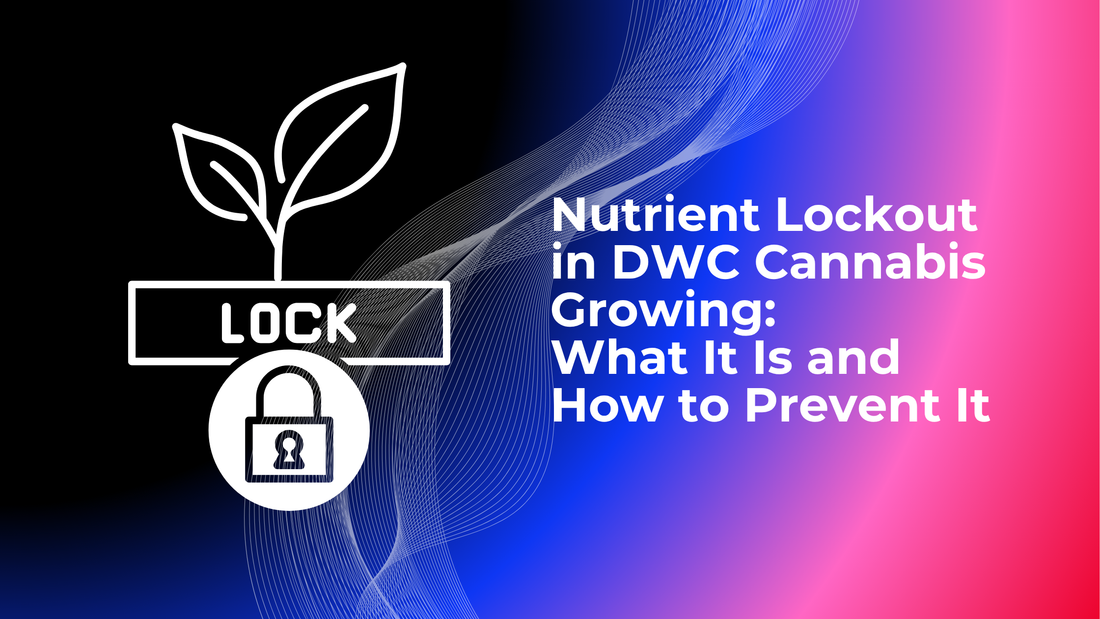 Nutrient Lockout in DWC Cannabis Growing: What It Is and How to Prevent It