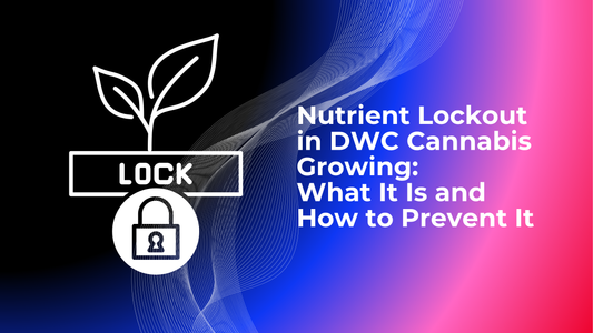 Nutrient Lockout in DWC Cannabis Growing: What It Is and How to Prevent It