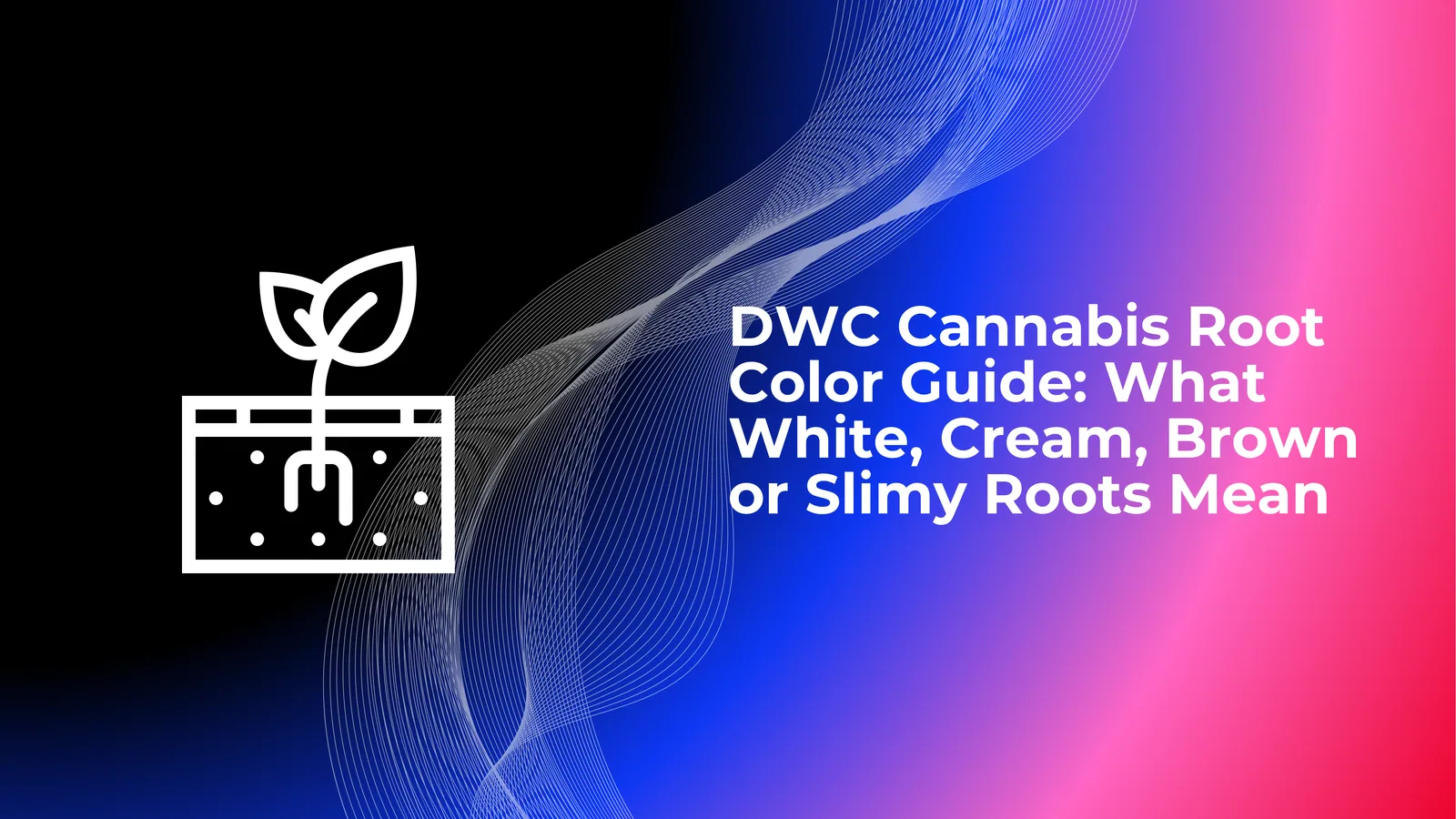 คู่มือสีราก DWC Cannabis: รากสีขาว สีครีม สีน้ำตาล หรือรากเมือกหมายถึงอะไร