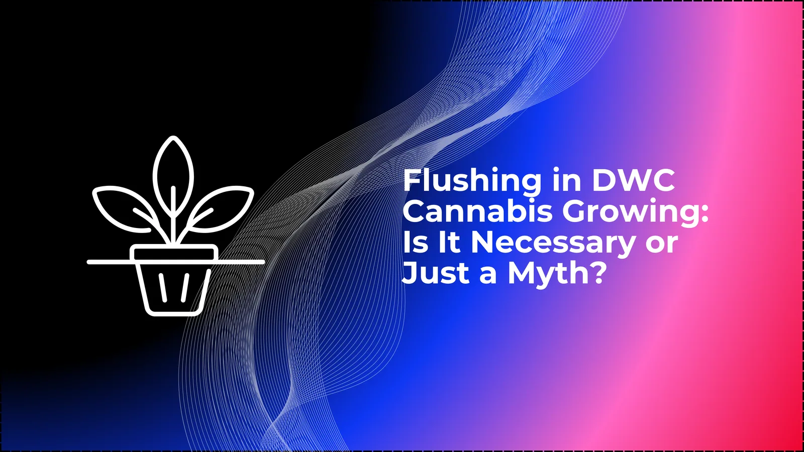 การล้างสารในระบบปลูกกัญชาแบบ DWC: จําเป็นหรือไม่ หรือเป็นแค่ความเชื่อ?