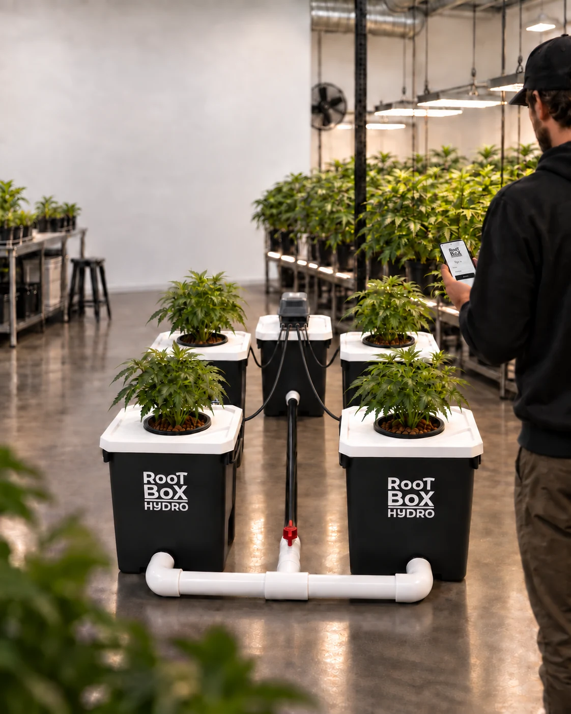 Eine kommerzielle Anlage mit Reihen von RootBox Hydro Anbausystemen.